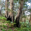 Plants: image 62 Of 208 Thumb